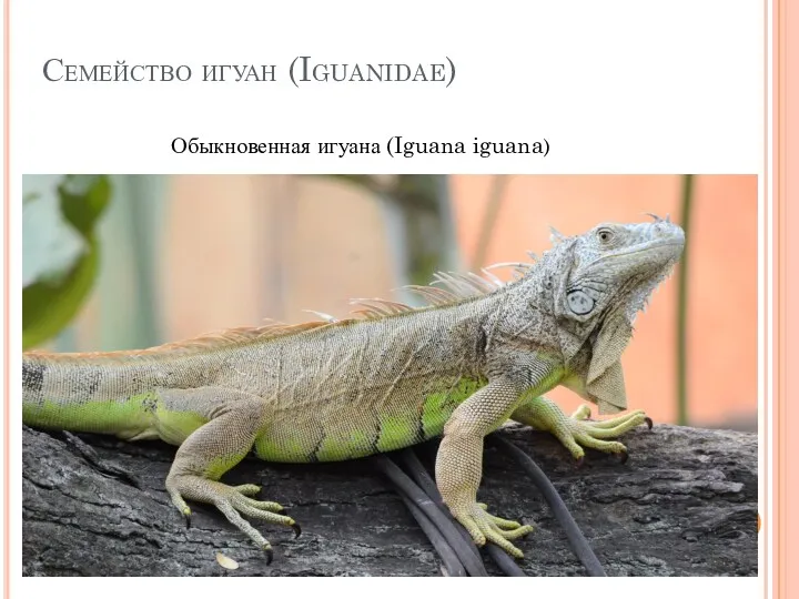 Семейство игуан (Iguanidae) Обыкновенная игуана (Iguana iguana)