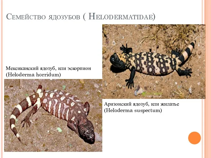 Семейство ядозубов ( Helodermatidae) Аризонский ядозуб, или жилатье (Heloderma suspectum) Мексиканский ядозуб, или эскорпион (Heloderma horridum)