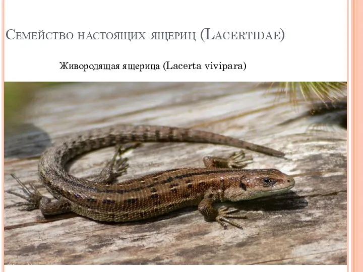 Семейство настоящих ящериц (Lacertidae) Живородящая ящерица (Lacerta vivipara)