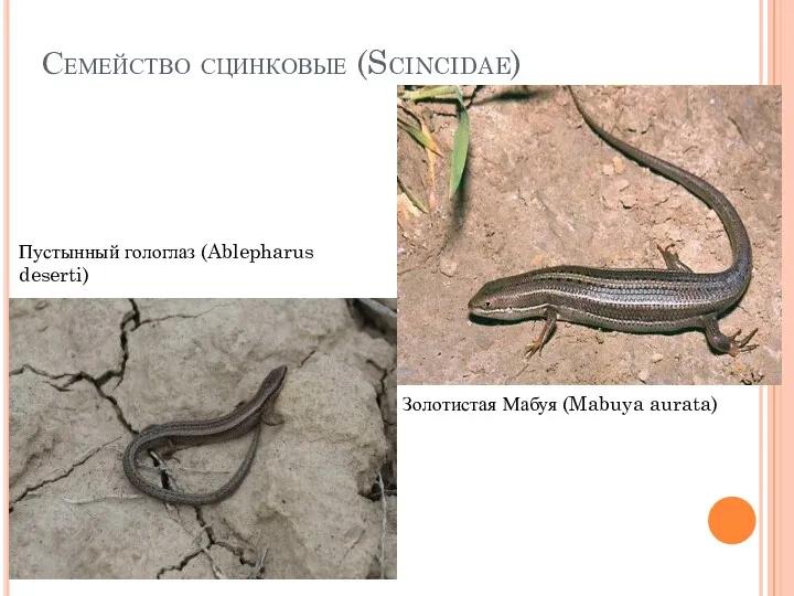 Семейство сцинковые (Scincidae) Золотистая Мабуя (Mabuya aurata) Пустынный гологлаз (Ablepharus deserti)