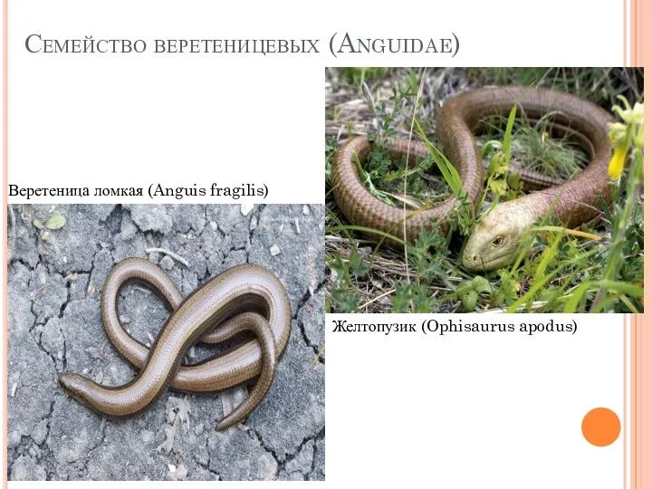 Семейство веретеницевых (Anguidae) Веретеница ломкая (Anguis fragilis) Желтопузик (Ophisaurus apodus)