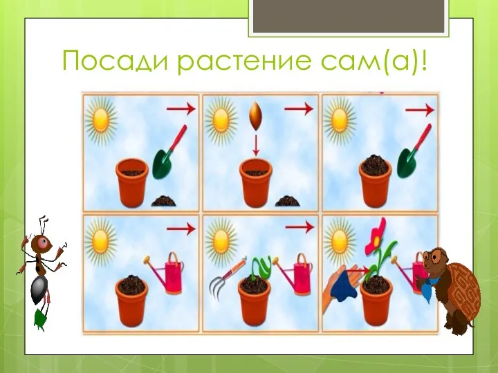 Посади растение сам(а)!