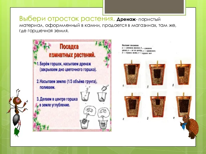 Выбери отросток растения. Дренаж- пористый материал, оформленный в камни, продается