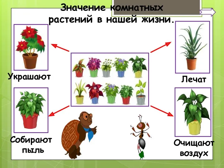 Украшают Лечат Собирают пыль Очищают воздух Значение комнатных растений в нашей жизни.