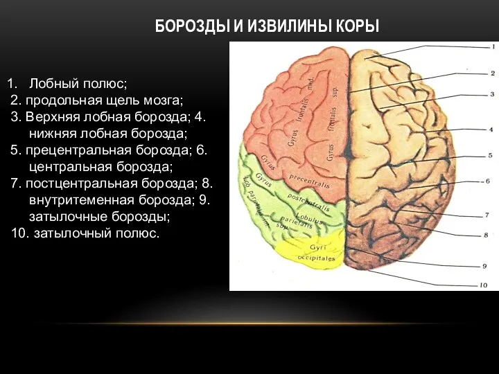 БОРОЗДЫ И ИЗВИЛИНЫ КОРЫ Лобный полюс; 2. продольная щель мозга; 3. Верхняя лобная