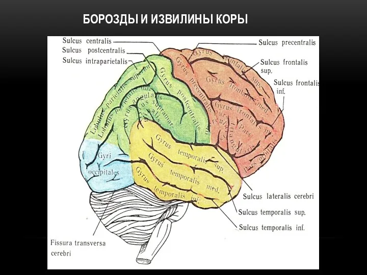 БОРОЗДЫ И ИЗВИЛИНЫ КОРЫ