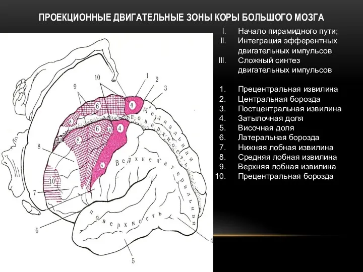 ПРОЕКЦИОННЫЕ ДВИГАТЕЛЬНЫЕ ЗОНЫ КОРЫ БОЛЬШОГО МОЗГА Начало пирамидного пути; Интеграция эфферентных двигательных импульсов