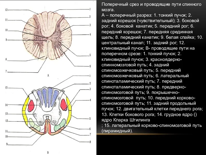 Поперечный срез и проводящие пути спинного мозга. А – поперечный разрез: 1. тонкий