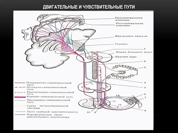 ДВИГАТЕЛЬНЫЕ И ЧУВСТВИТЕЛЬНЫЕ ПУТИ