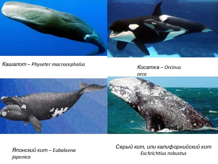 Кашалот – Physeter macrocephalus Косатка – Orcinus orca Японский кит