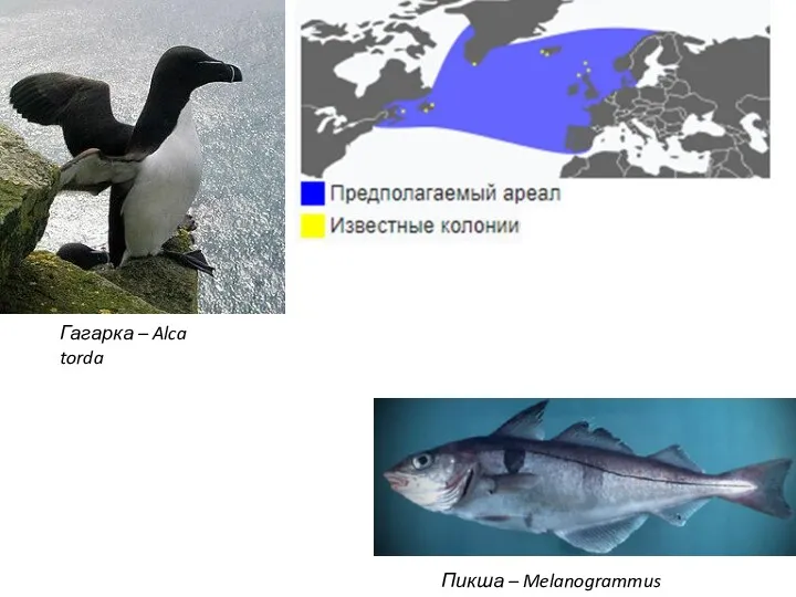 Гагарка – Alca torda Пикша – Melanogrammus aeglefinus