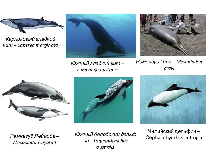 Карликовый гладкий кит – Caperea marginata Южный гладкий кит –