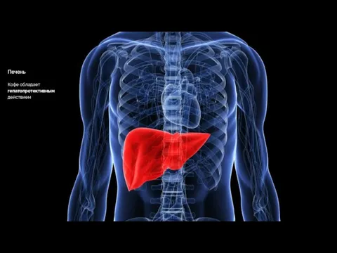 Печень Кофе обладает гепатопротективным действием