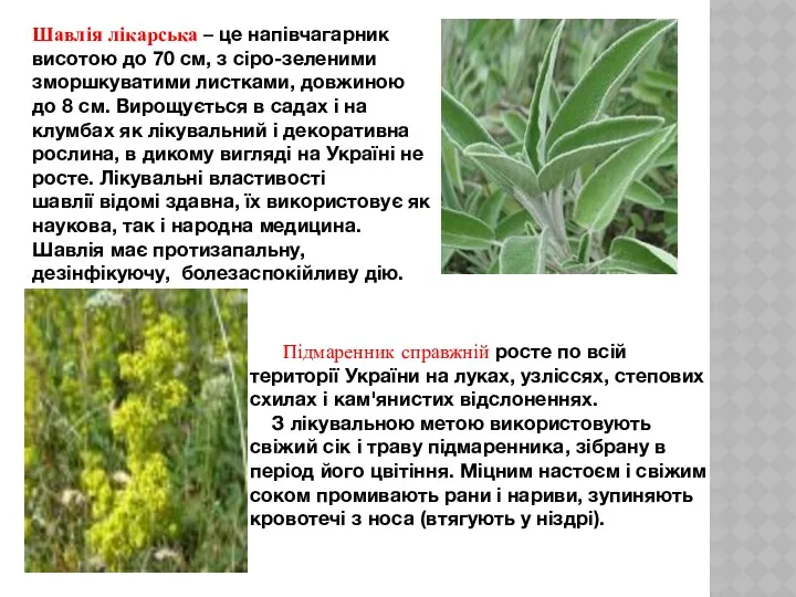 Шавлія лікарська – це напівчагарник висотою до 70 см, з