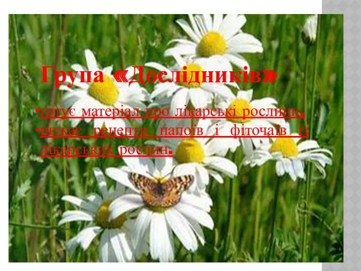 Група «Дослідників» готує матеріал про лікарські рослини. шукає рецепти напоїв і фіточаїв із лікарських рослин.