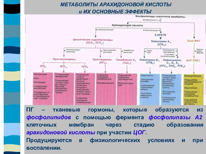 ПГ – тканевые гормоны, которые образуются из фосфолипидов с помощью