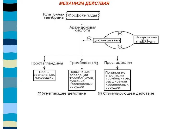 МЕХАНИЗМ ДЕЙСТВИЯ