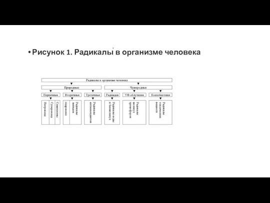 Рисунок 1. Радикалы в организме человека .