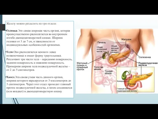Железу можно разделить на три отдела: Головка.Это самая широкая часть органа, которая преимущественно