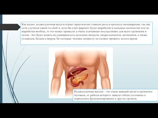 Как видно, поджелудочная железа играет практически главную роль в процессе пищеварения, так как