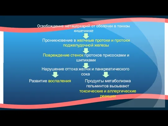 Освобождение метацеркарий от оболочки в тонком кишечнике Проникновение в желчные