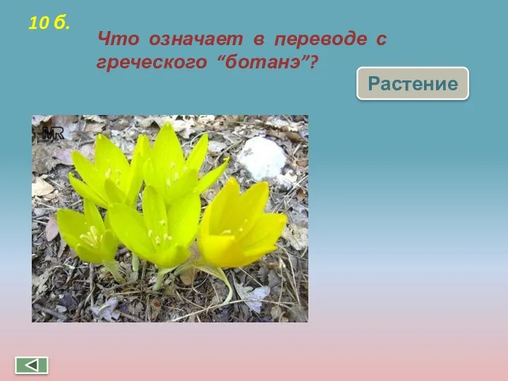 Что означает в переводе с греческого “ботанэ”? Растение 10 б.