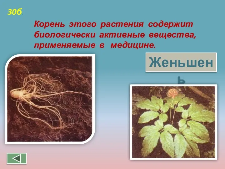 Корень этого растения содержит биологически активные вещества, применяемые в медицине. 30б. Женьшень