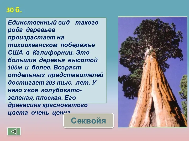 Единственный вид такого рода деревьев произрастает на тихоокеанском побережье США в Калифорнии. Это