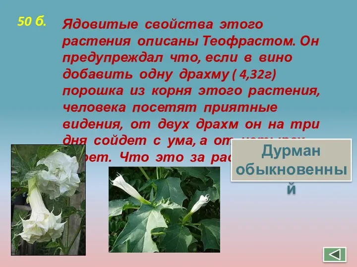 Ядовитые свойства этого растения описаны Теофрастом. Он предупреждал что, если