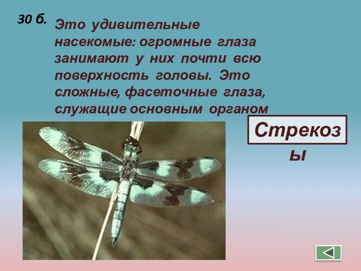 Это удивительные насекомые: огромные глаза занимают у них почти всю поверхность головы. Это