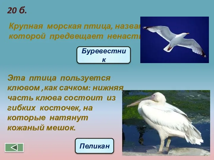 Эта птица пользуется клювом ,как сачком: нижняя часть клюва состоит из гибких косточек,