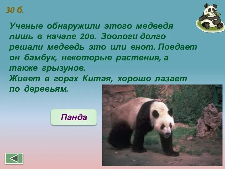 Ученые обнаружили этого медведя лишь в начале 20в. Зоологи долго решали медведь это