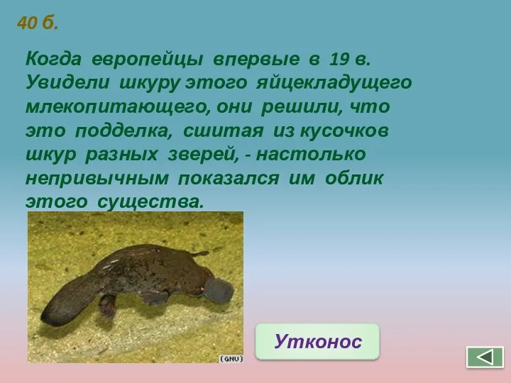 40 б. Когда европейцы впервые в 19 в. Увидели шкуру этого яйцекладущего млекопитающего,