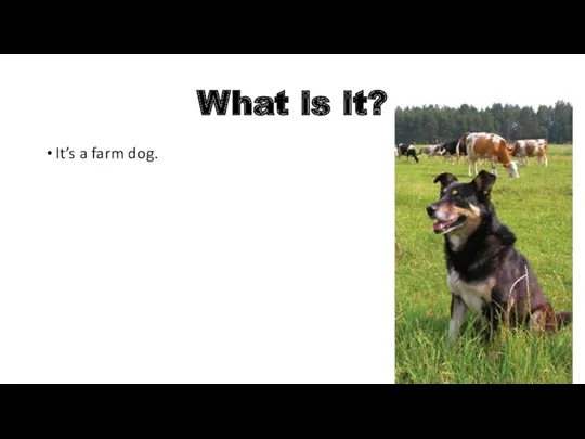 What is it? It’s a farm dog.