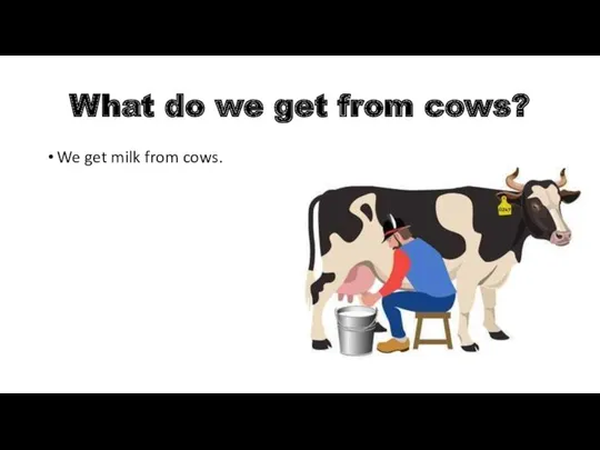 What do we get from cows? We get milk from cows.