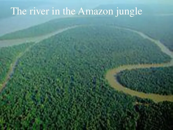 The river in the Amazon jungle