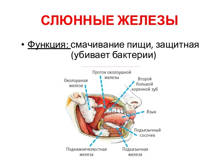 СЛЮННЫЕ ЖЕЛЕЗЫ Функция: смачивание пищи, защитная (убивает бактерии)