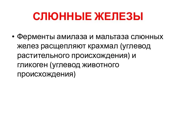 СЛЮННЫЕ ЖЕЛЕЗЫ Ферменты амилаза и мальтаза слюнных желез расщепляют крахмал