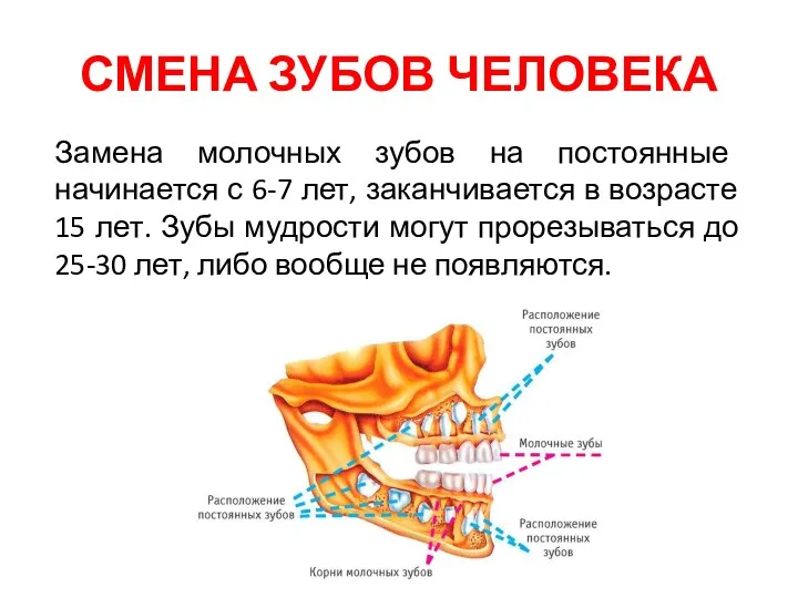 СМЕНА ЗУБОВ ЧЕЛОВЕКА Замена молочных зубов на постоянные начинается с