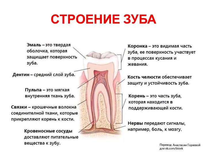 СТРОЕНИЕ ЗУБА