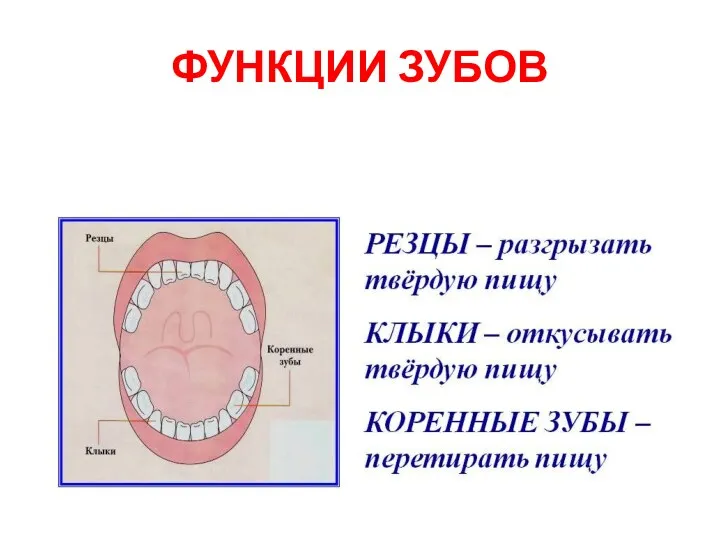 ФУНКЦИИ ЗУБОВ