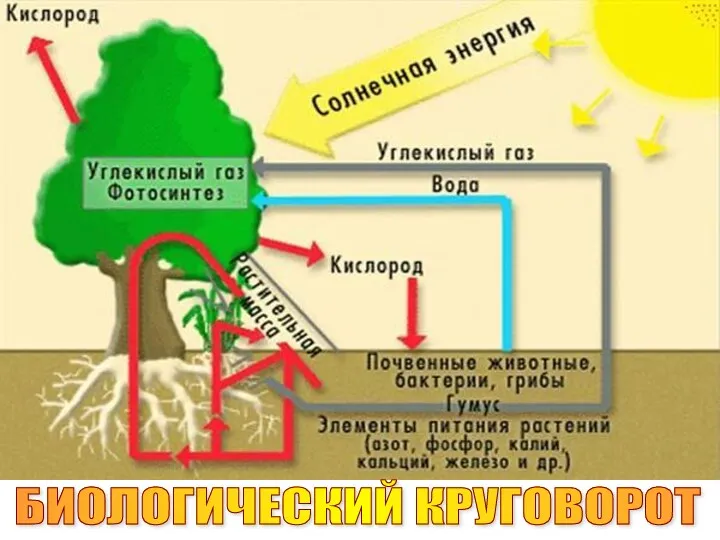 БИОЛОГИЧЕСКИЙ КРУГОВОРОТ