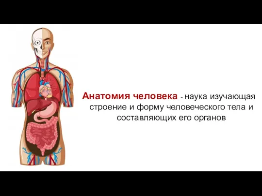 Анатомия человека - наука изучающая строение и форму человеческого тела и составляющих его органов