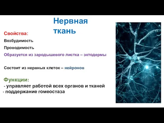 Свойства: Возбудимость Проводимость Образуется из зародышевого листка – эктодермы Состоит из нервных клеток