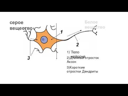 Тело нейрона серое вещество Белое вещество