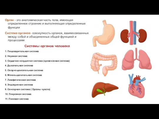 Орган - это анатомическая часть тела, имеющая определенное строение и