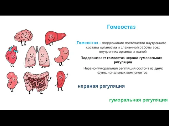 Гомеостаз Гомеостаз - поддержание постоянства внутреннего состава организма и слаженной работы всех внутренних