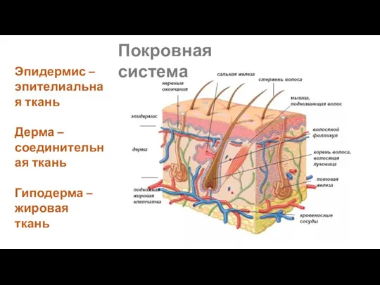 Эпидермис – эпителиальная ткань Дерма – соединительная ткань Гиподерма – жировая ткань Покровная система
