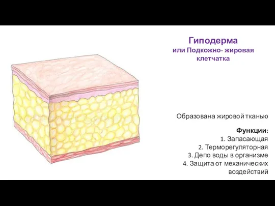 Гиподерма или Подкожно- жировая клетчатка Образована жировой тканью Функции: 1.