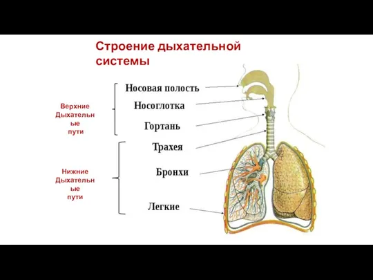 Строение дыхательной системы Верхние Дыхательные пути Нижние Дыхательные пути